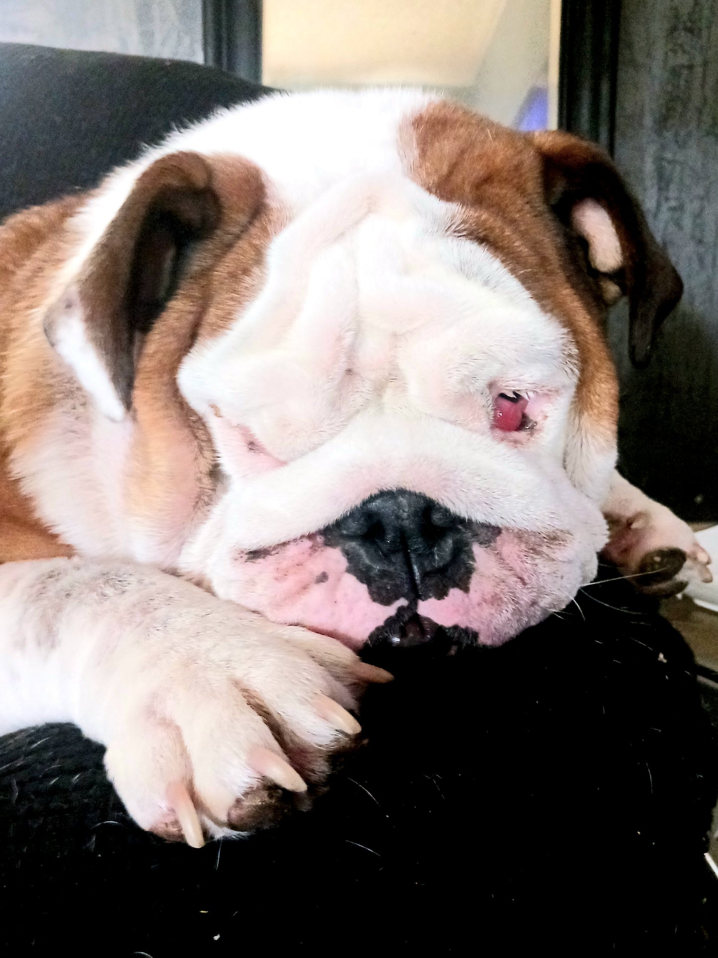 Saving Dog's Lives One Dog at a Time!