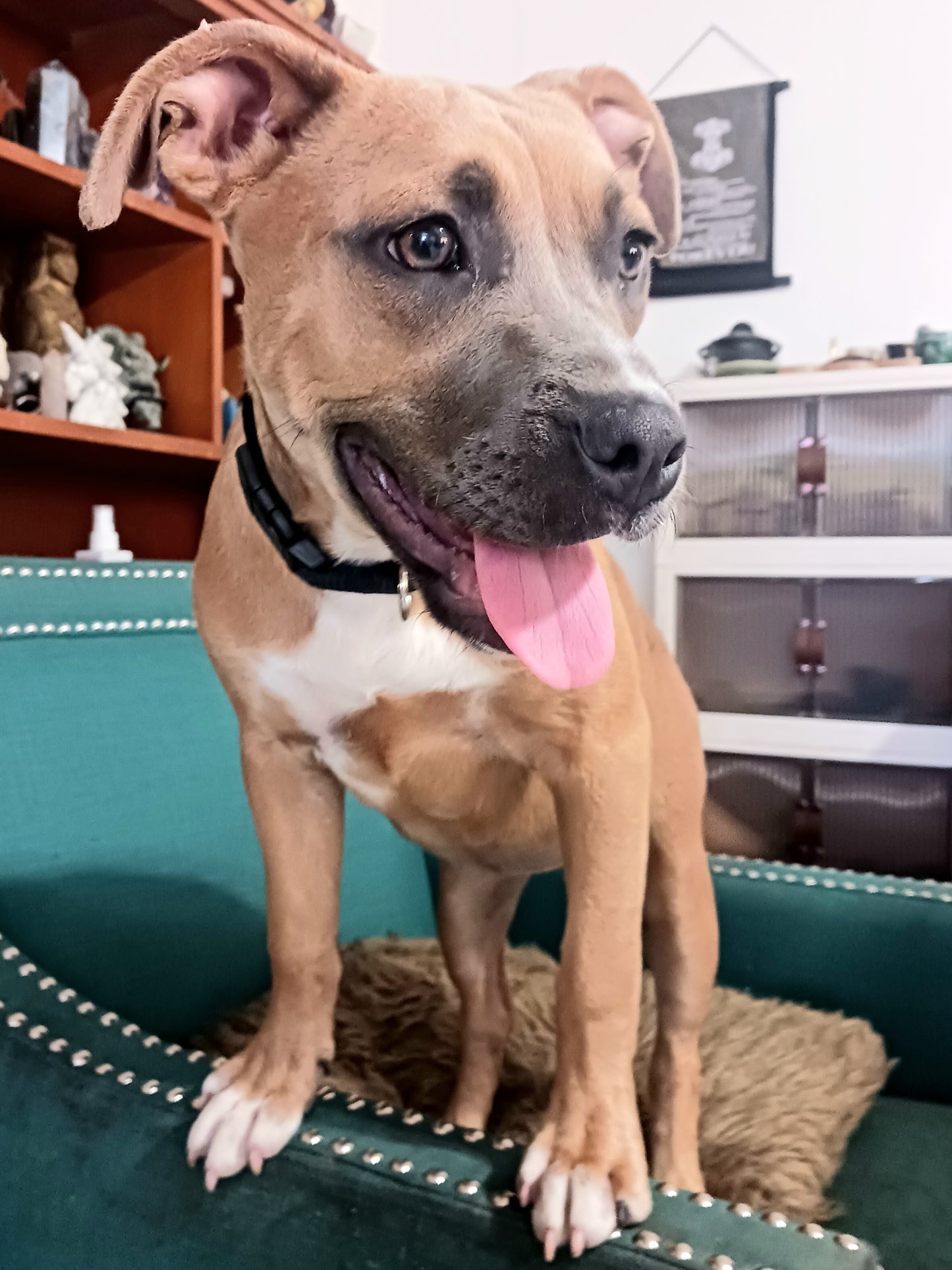 Saving Dog's Lives One Dog at a Time!