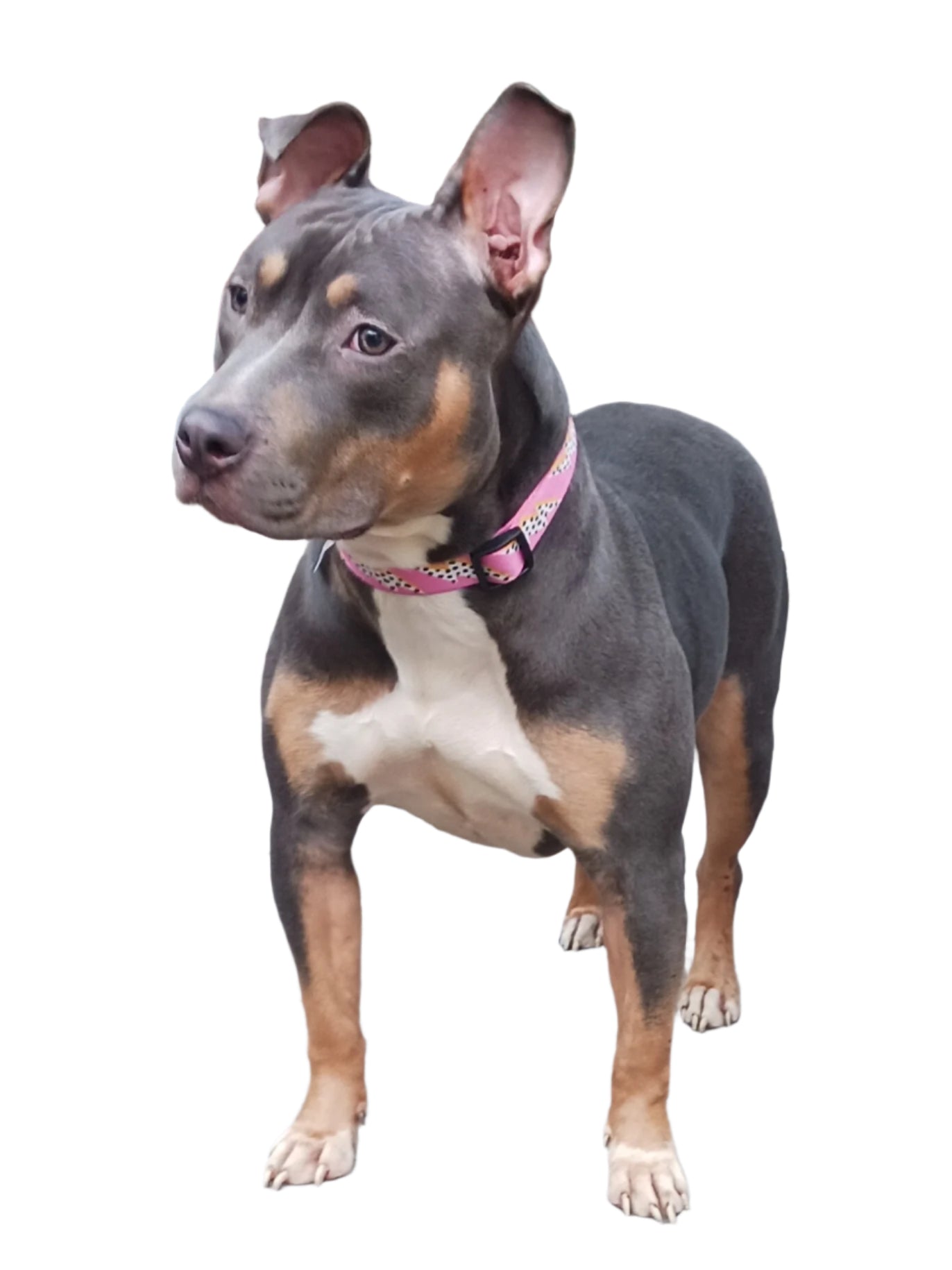 Saving Dog's Lives One Dog at a Time!