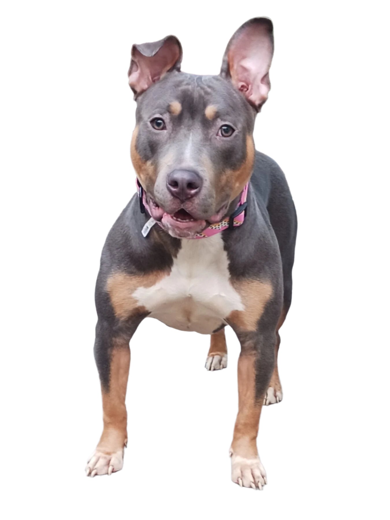 Jolene Female Tri Color American Staffordshire Terrier Mix