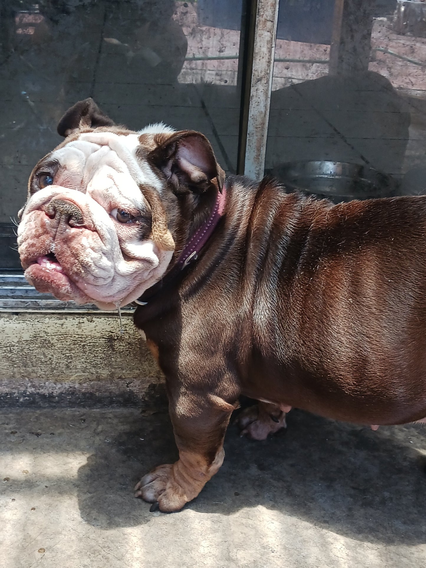 *Adopted* Marylin Female English Bulldog