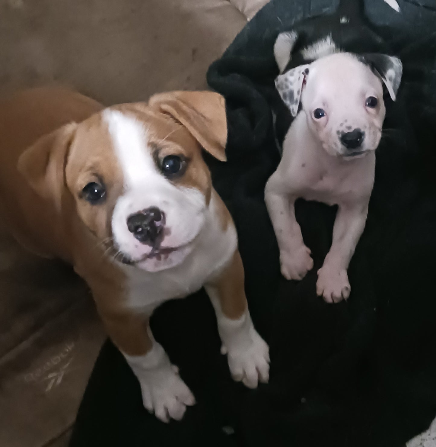 Saving Dog's Lives One Dog at a Time!