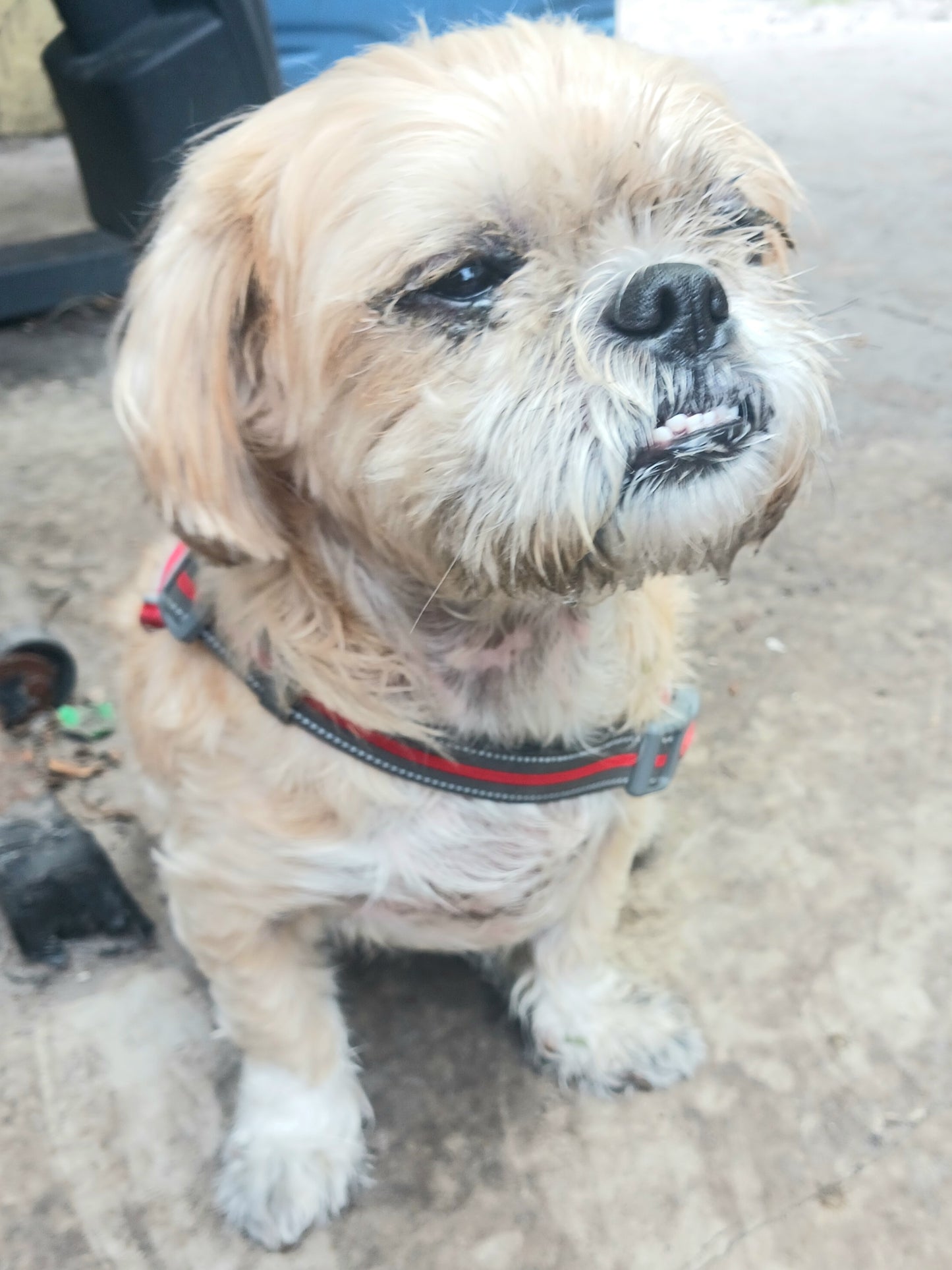 Saving Dog's Lives One Dog at a Time!