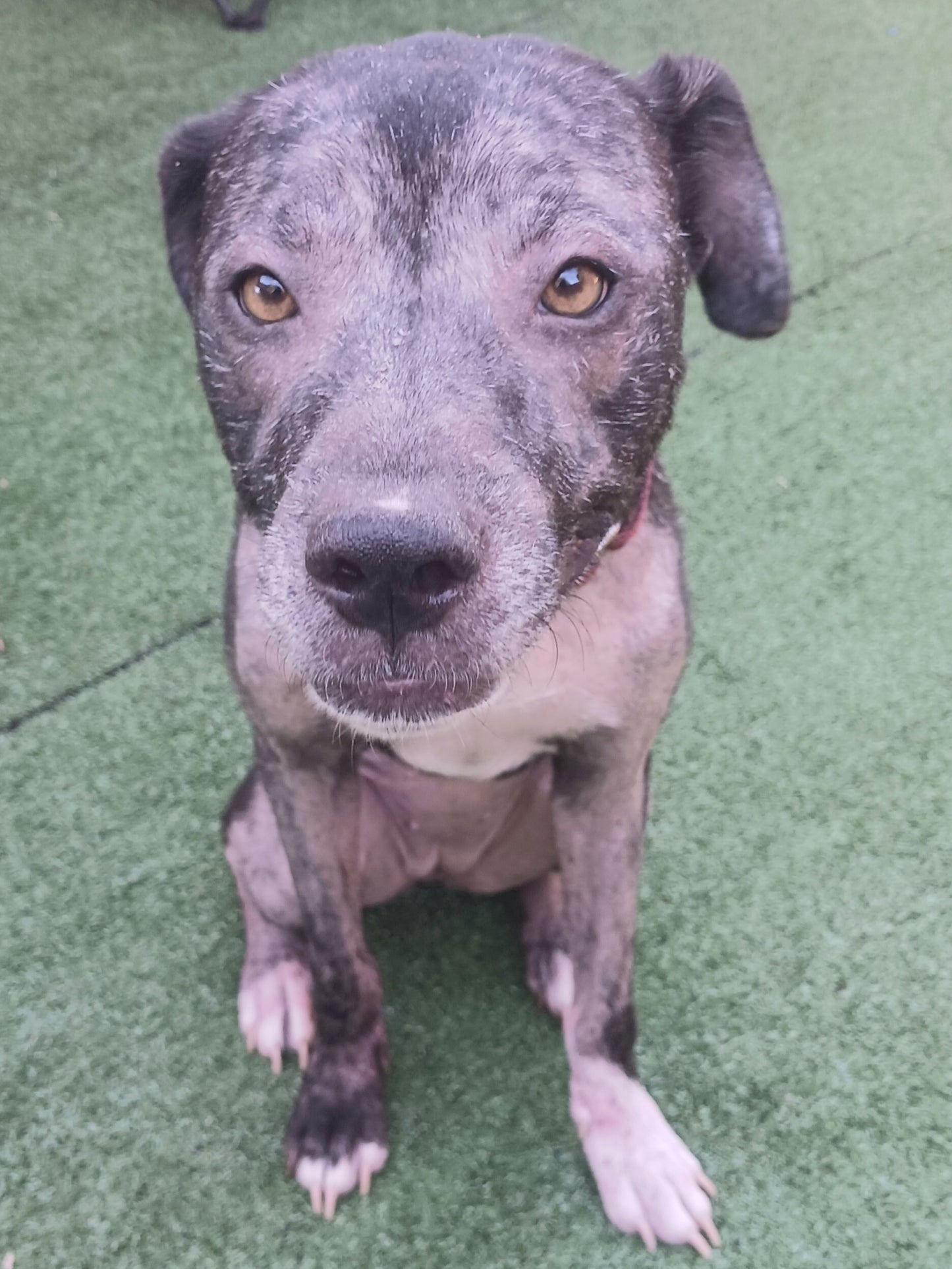 Princess Female Labrador Retriever Mix