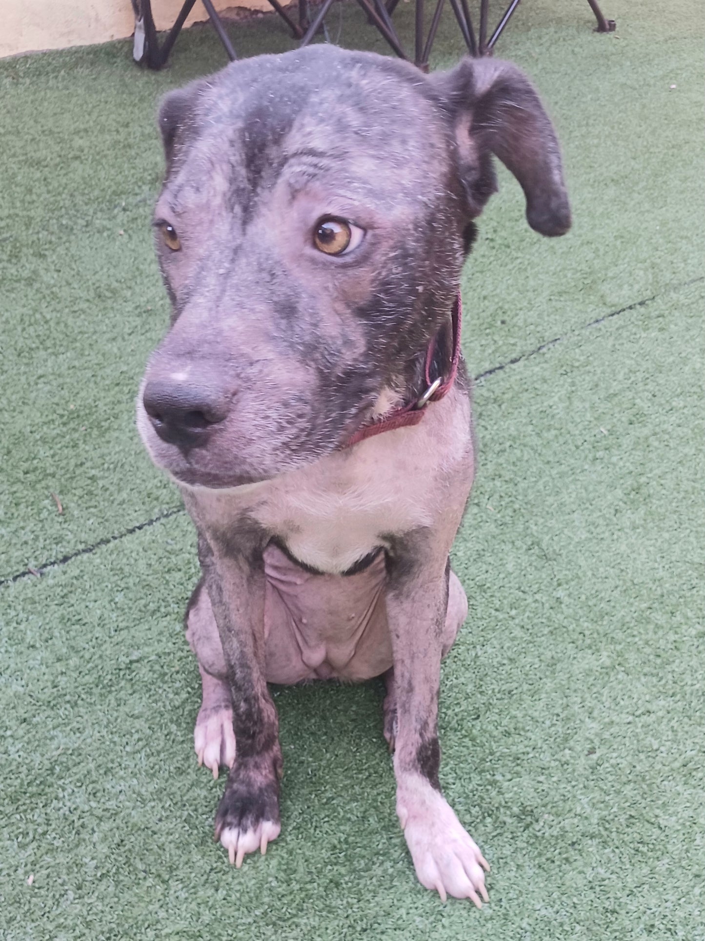 Princess Female Labrador Retriever Mix