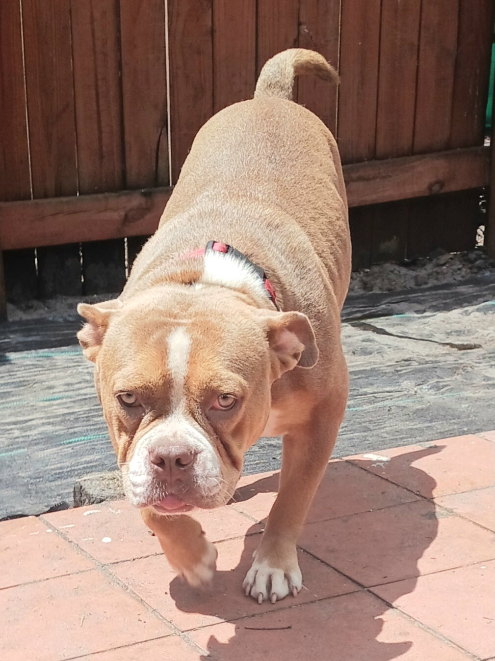 Tinkerbell Female English Bulldog Mix