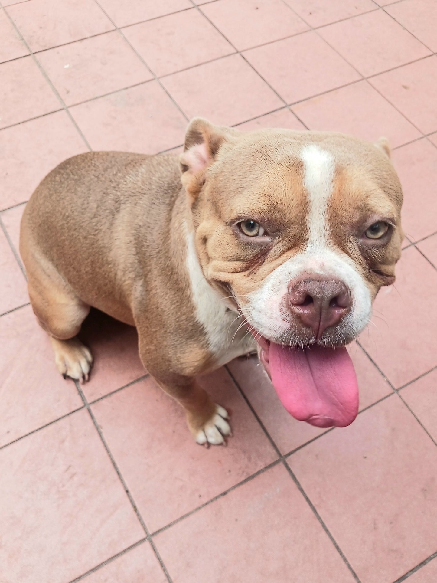 Tinkerbell Female English Bulldog Mix