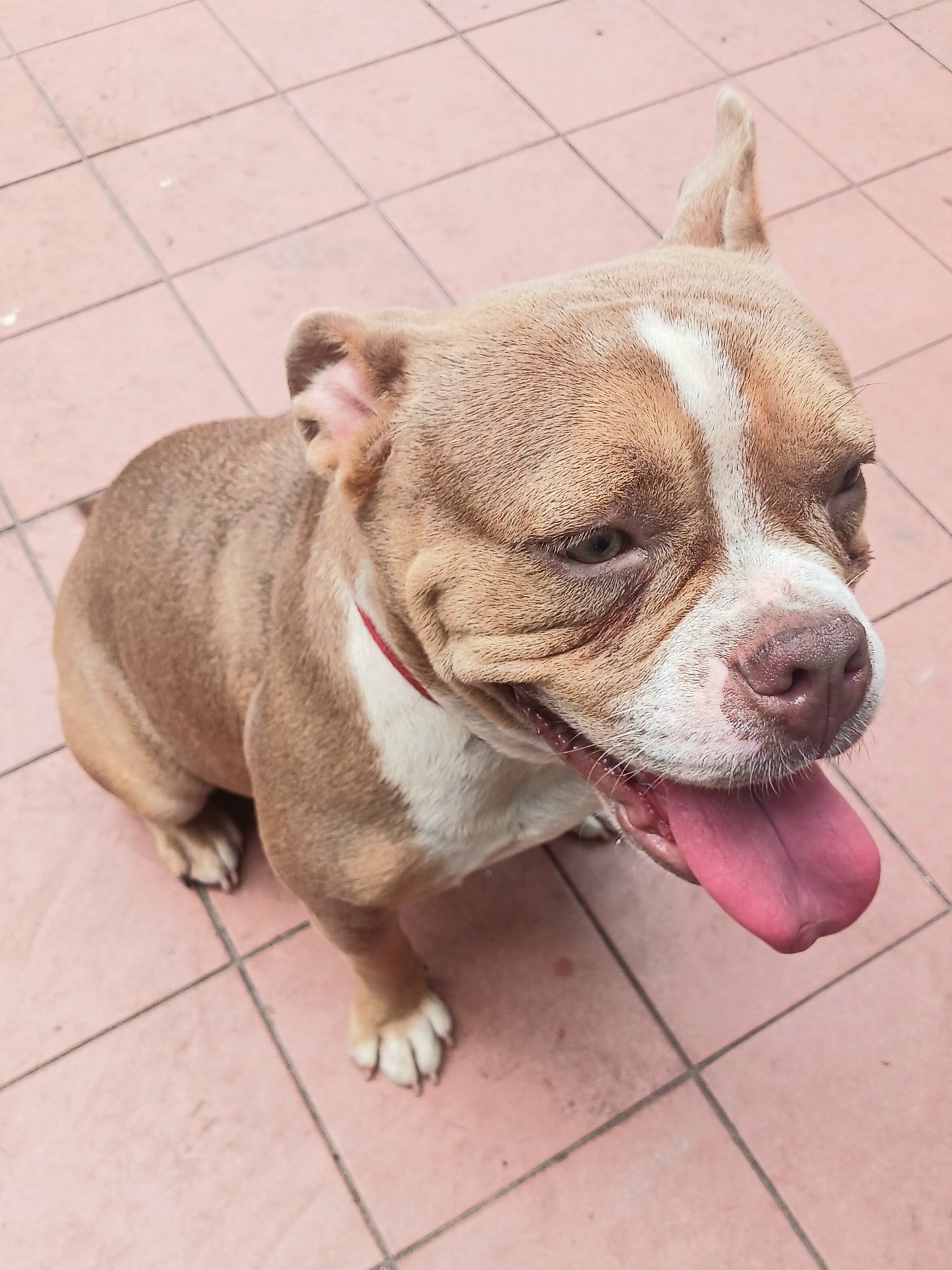 Tinkerbell Female English Bulldog Mix