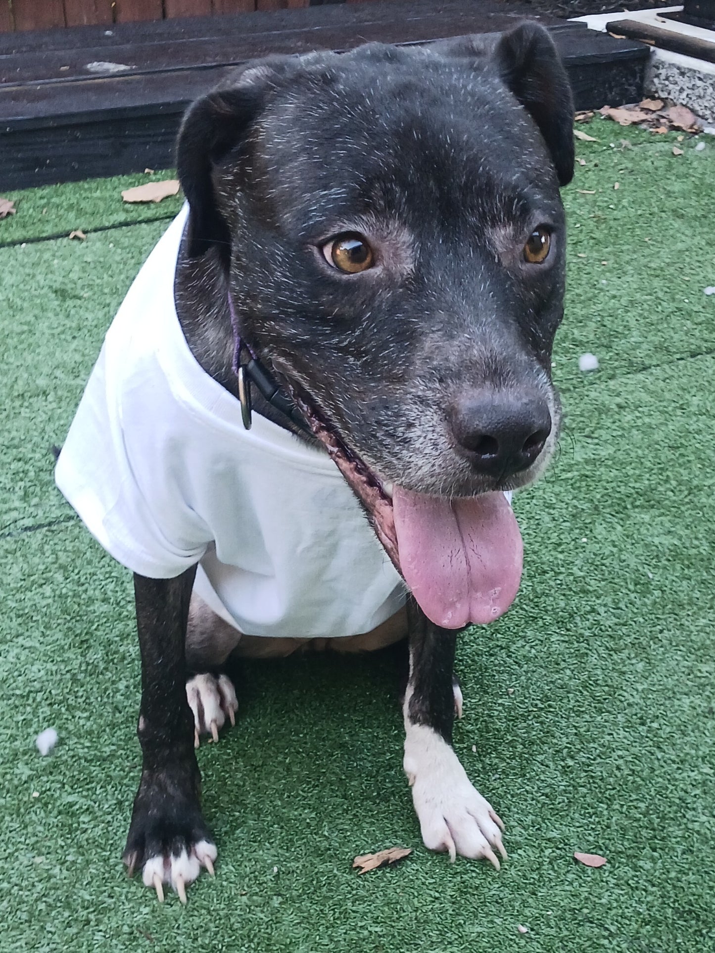 Princess Female Labrador Retriever Mix