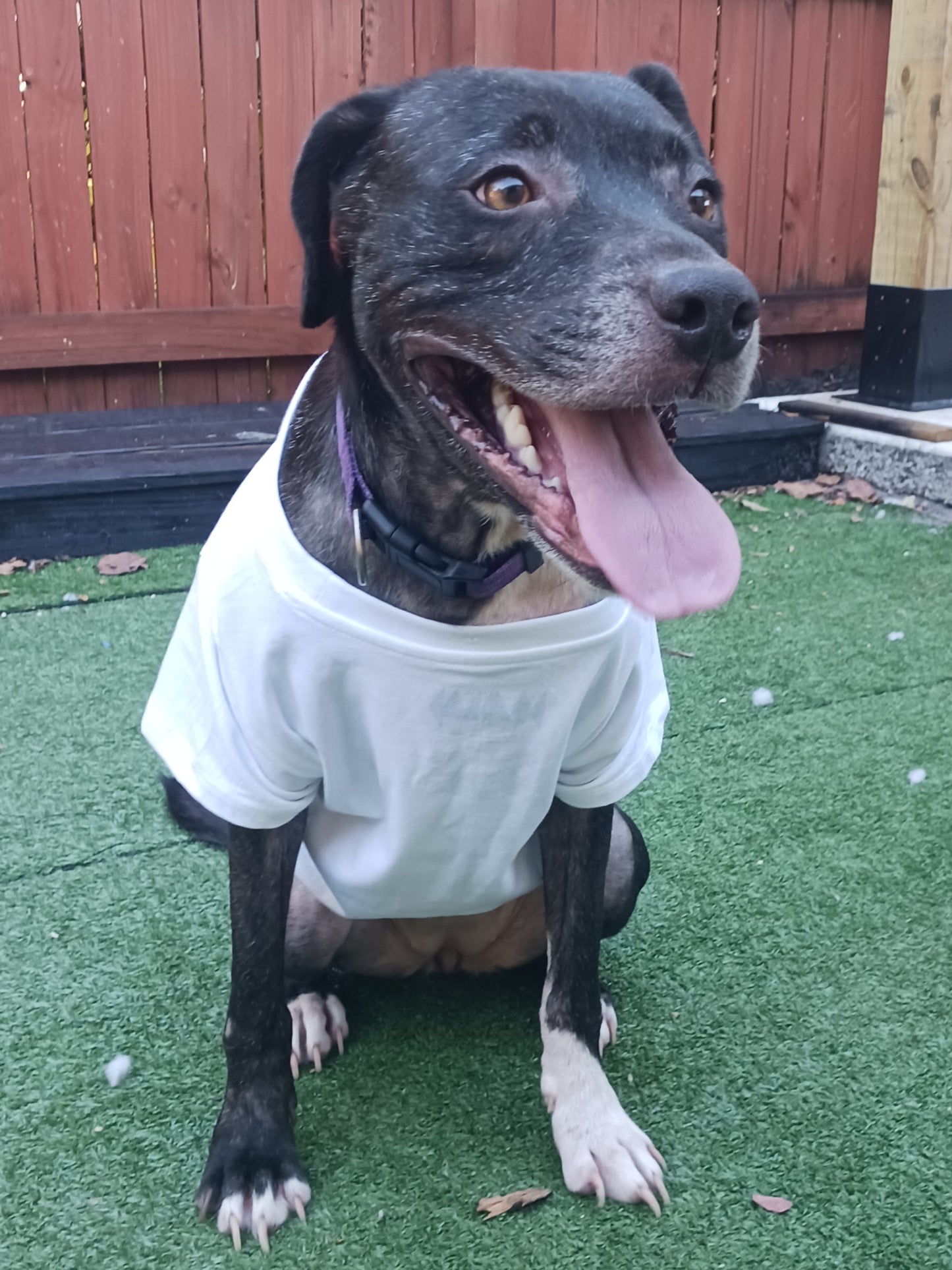 Princess Female Labrador Retriever Mix