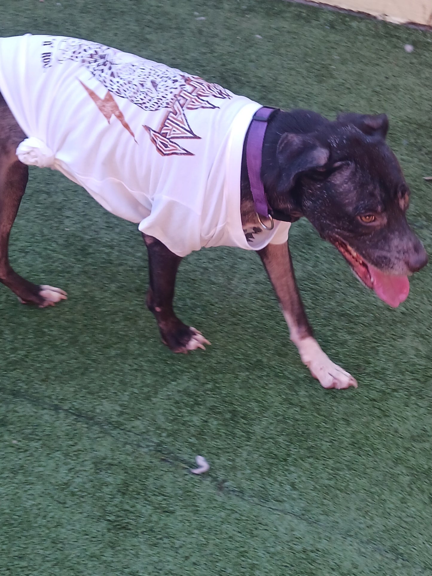 Princess Female Labrador Retriever Mix