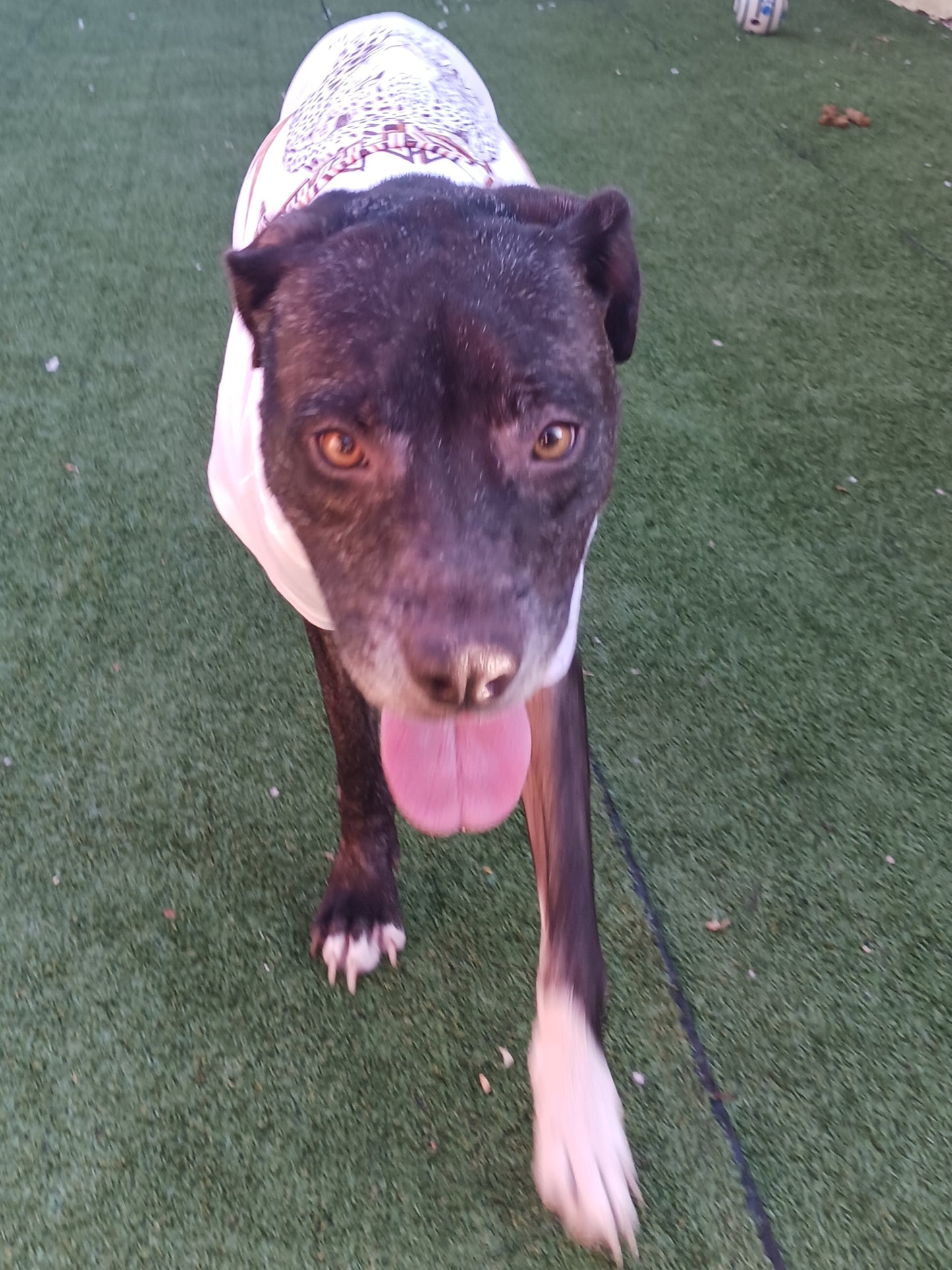 Princess Female Labrador Retriever Mix