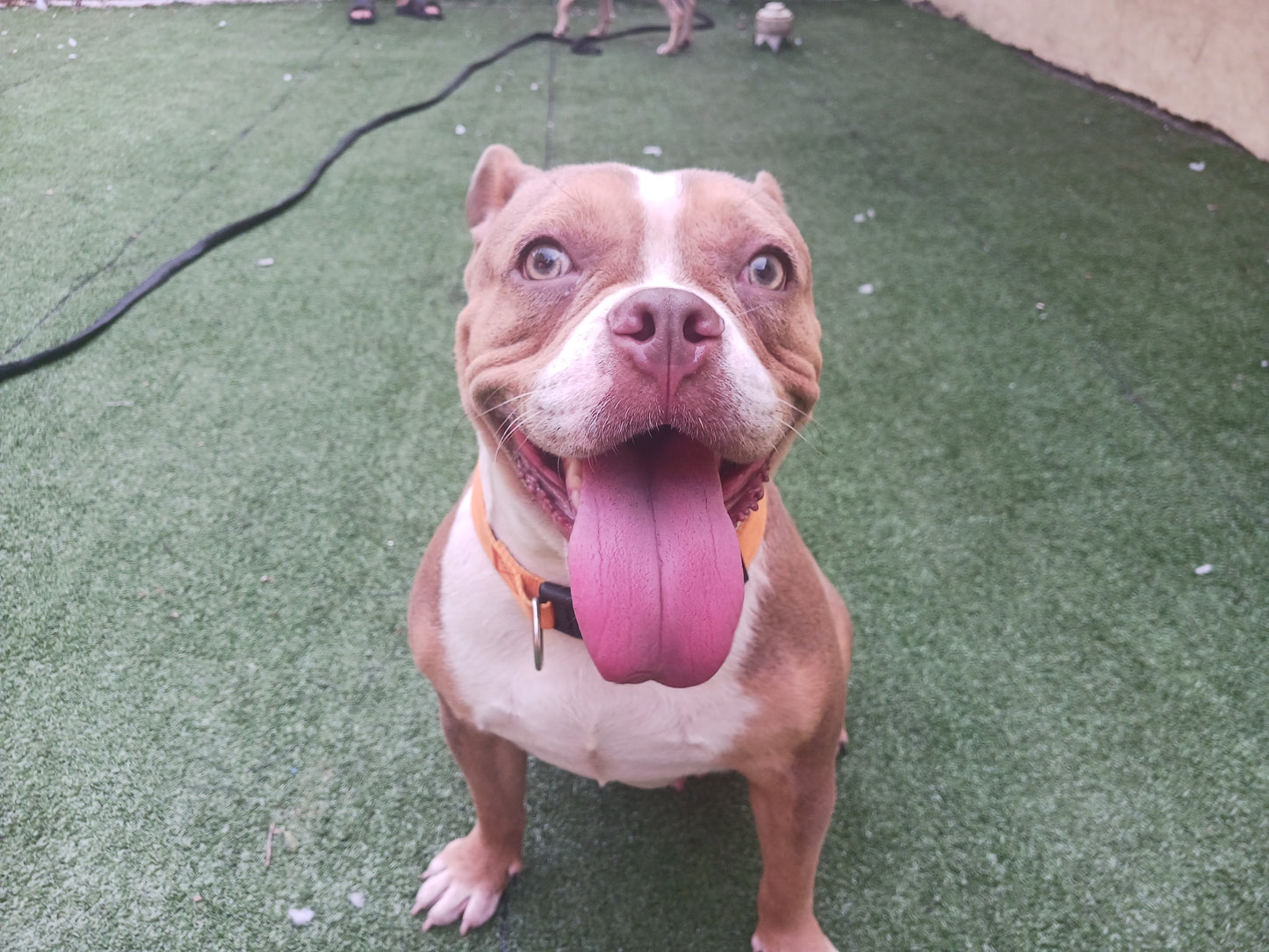 Tinkerbell Female English Bulldog Mix