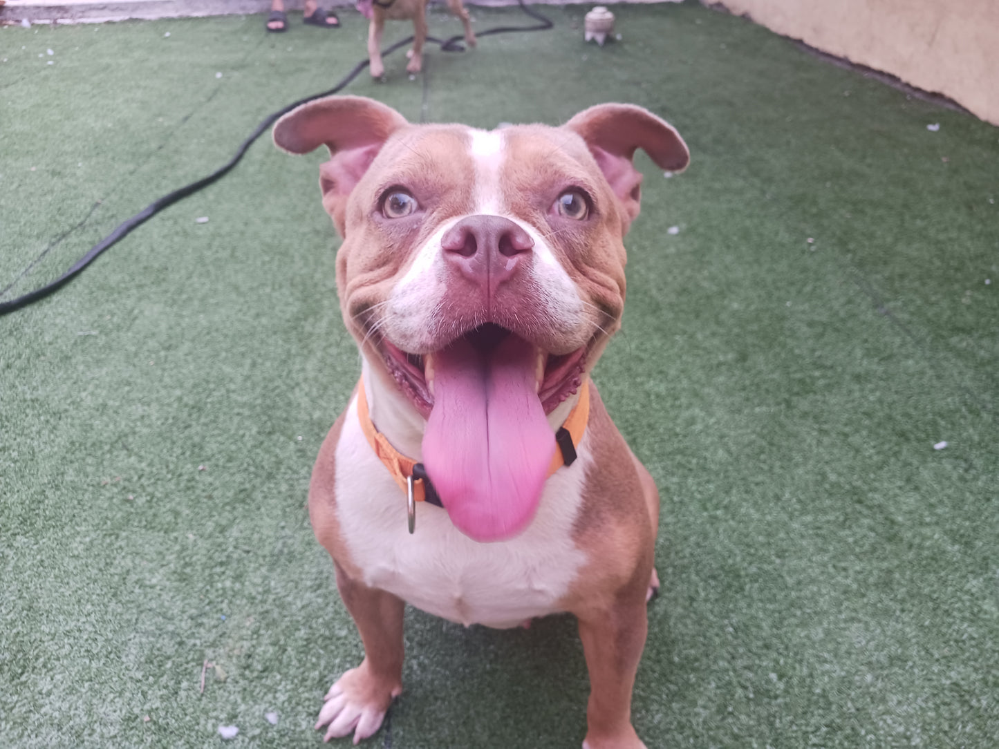 Tinkerbell Female English Bulldog Mix