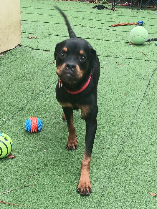 Astrid Female Rottweiler