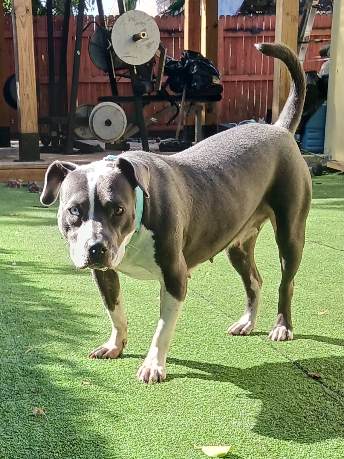Sabrina Female Terrier Mix