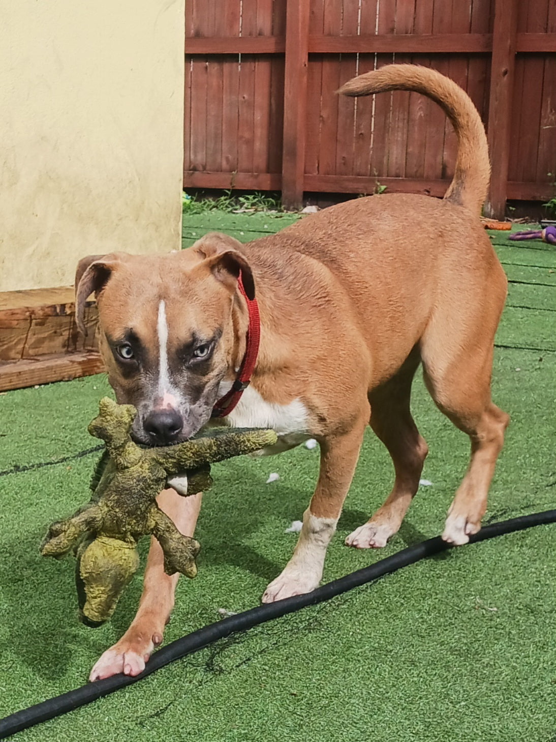Nami Female Boxer Mix Puppy
