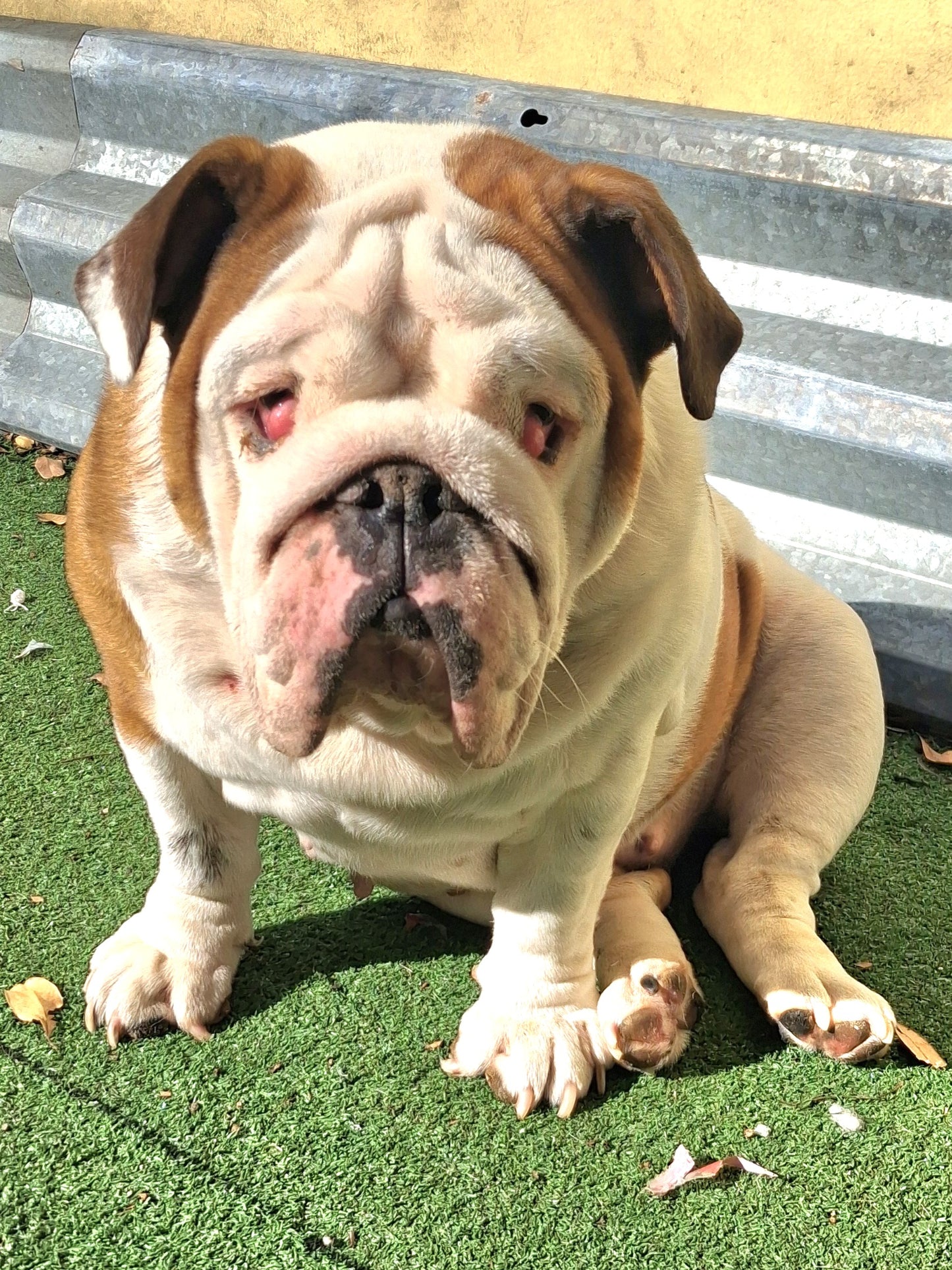 Autumn Female English Bulldog