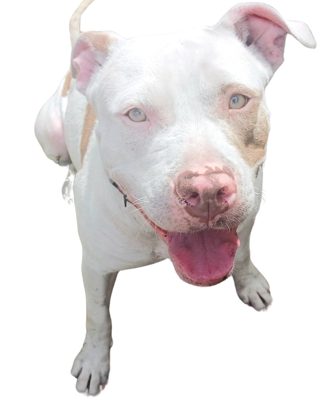 Saving Dog's Lives One Dog at a Time!