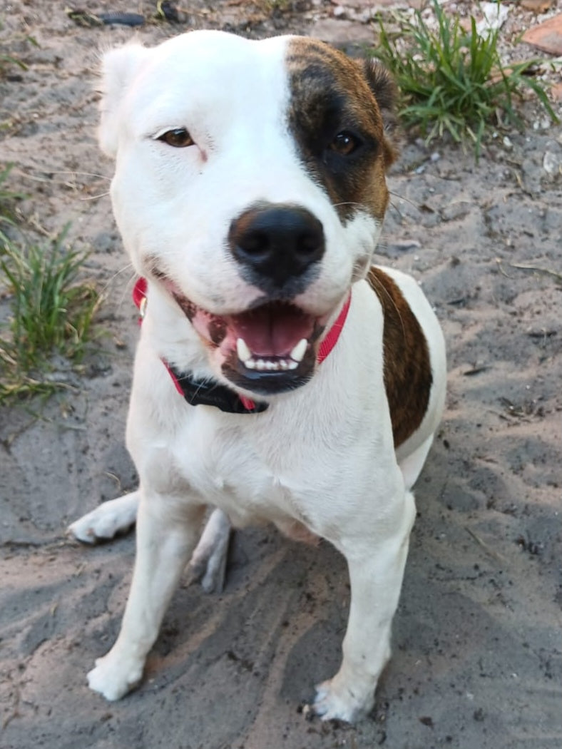 Saving Dog's Lives One Dog at a Time!