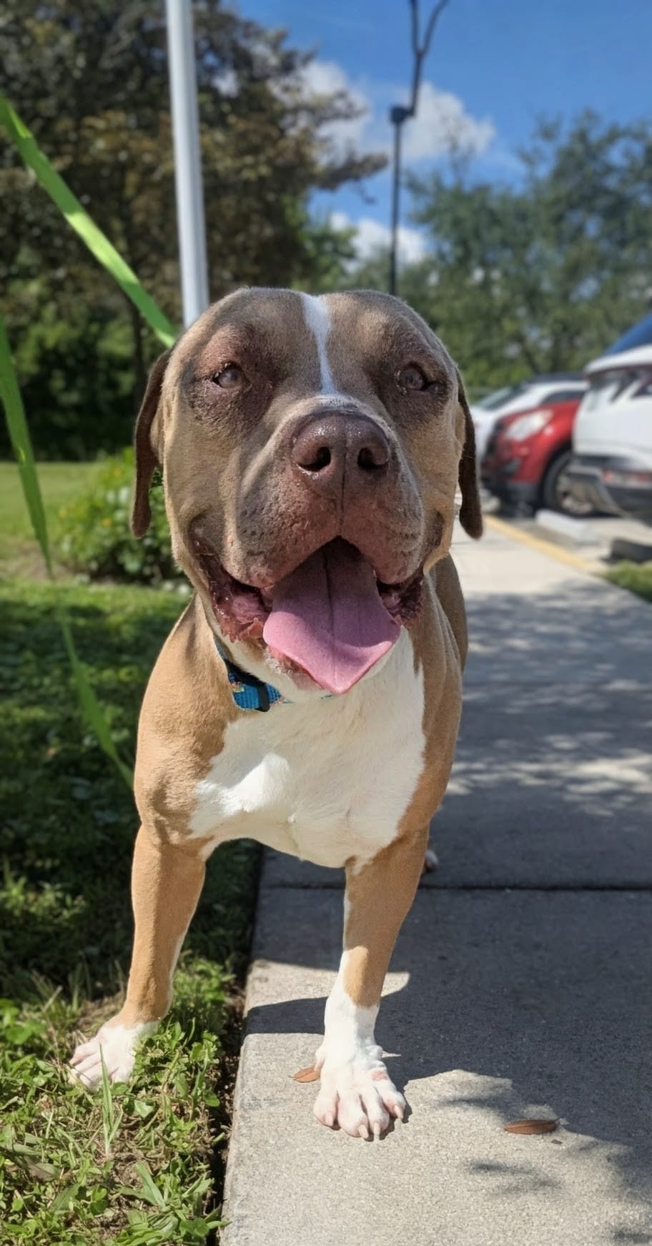 Gucci Male American Staffordshire Terrier