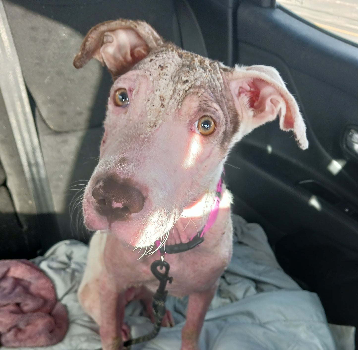 Demi Female Pointer Mix