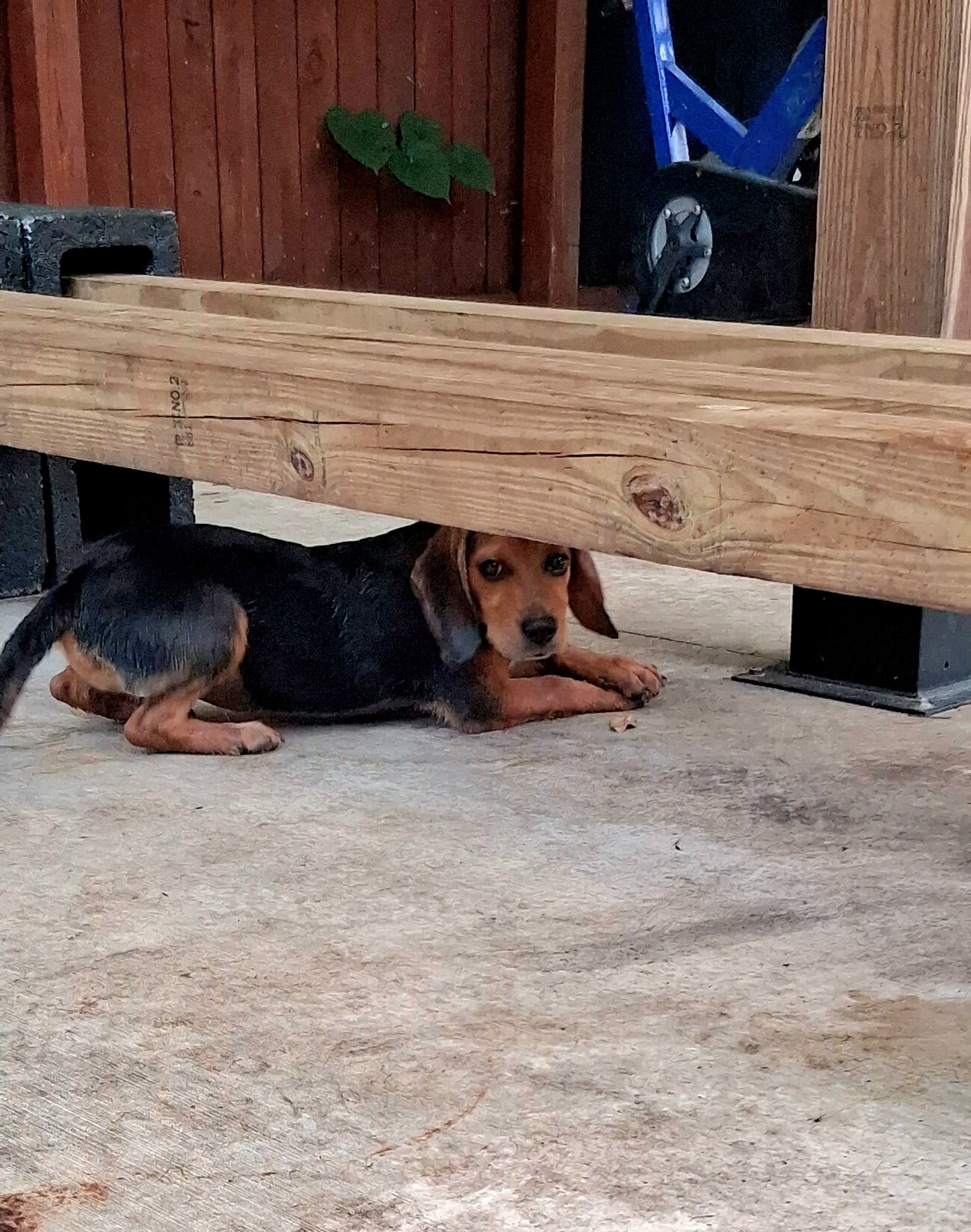 Shamrock Female Basset Hound Mix Puppy