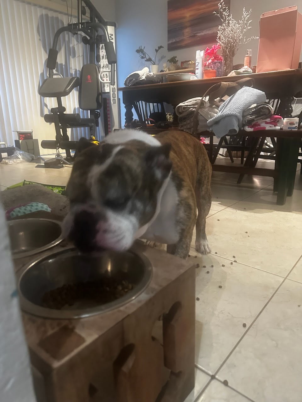 Bucksy Male English Bulldog
