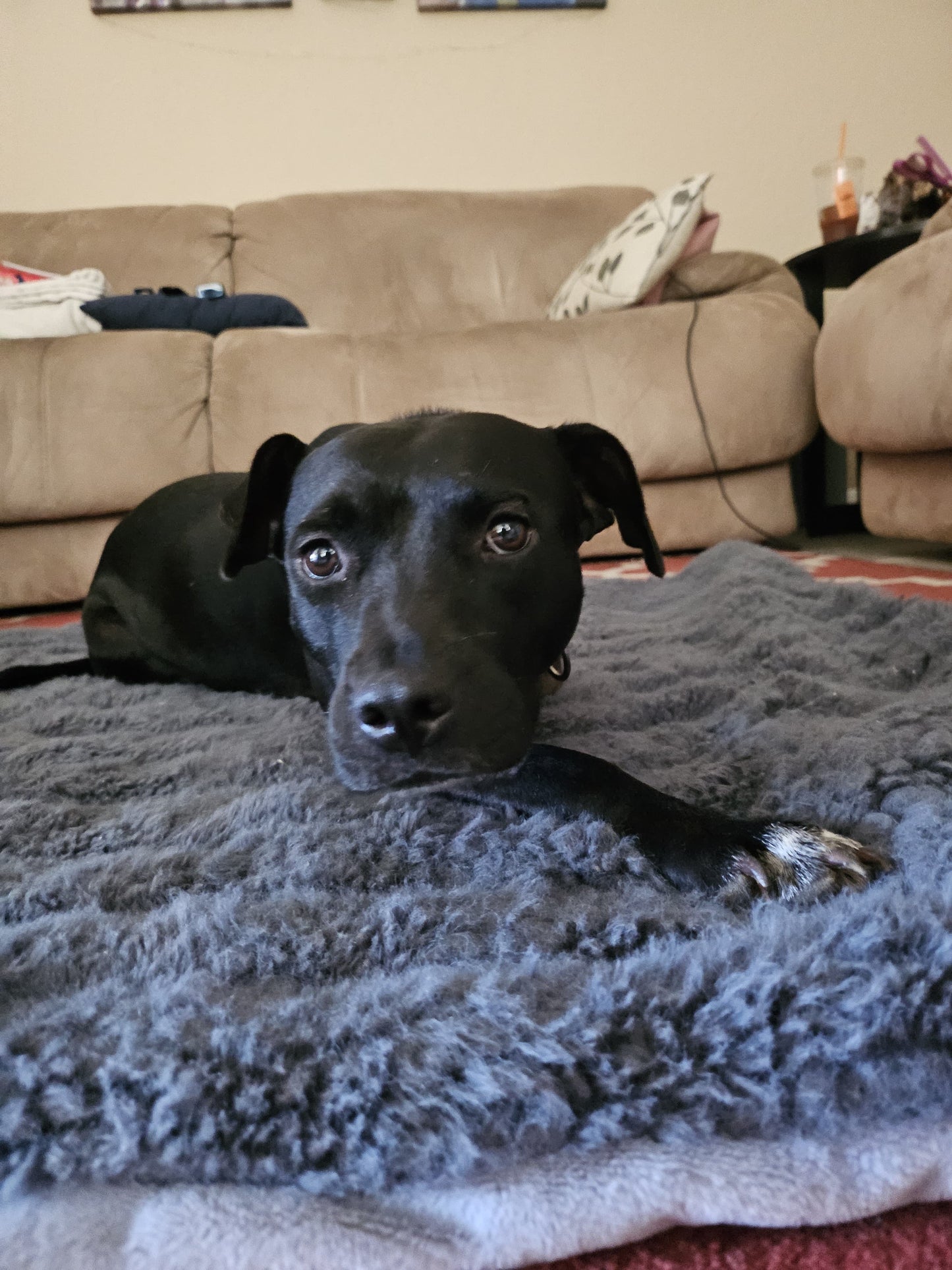 Dahlia Female American Staffordshire Terrier Mix