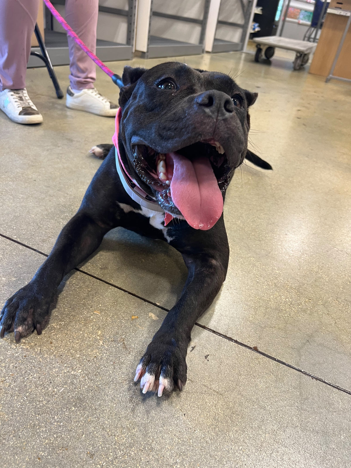 LuLu Female Staffordshire Bull Terrier