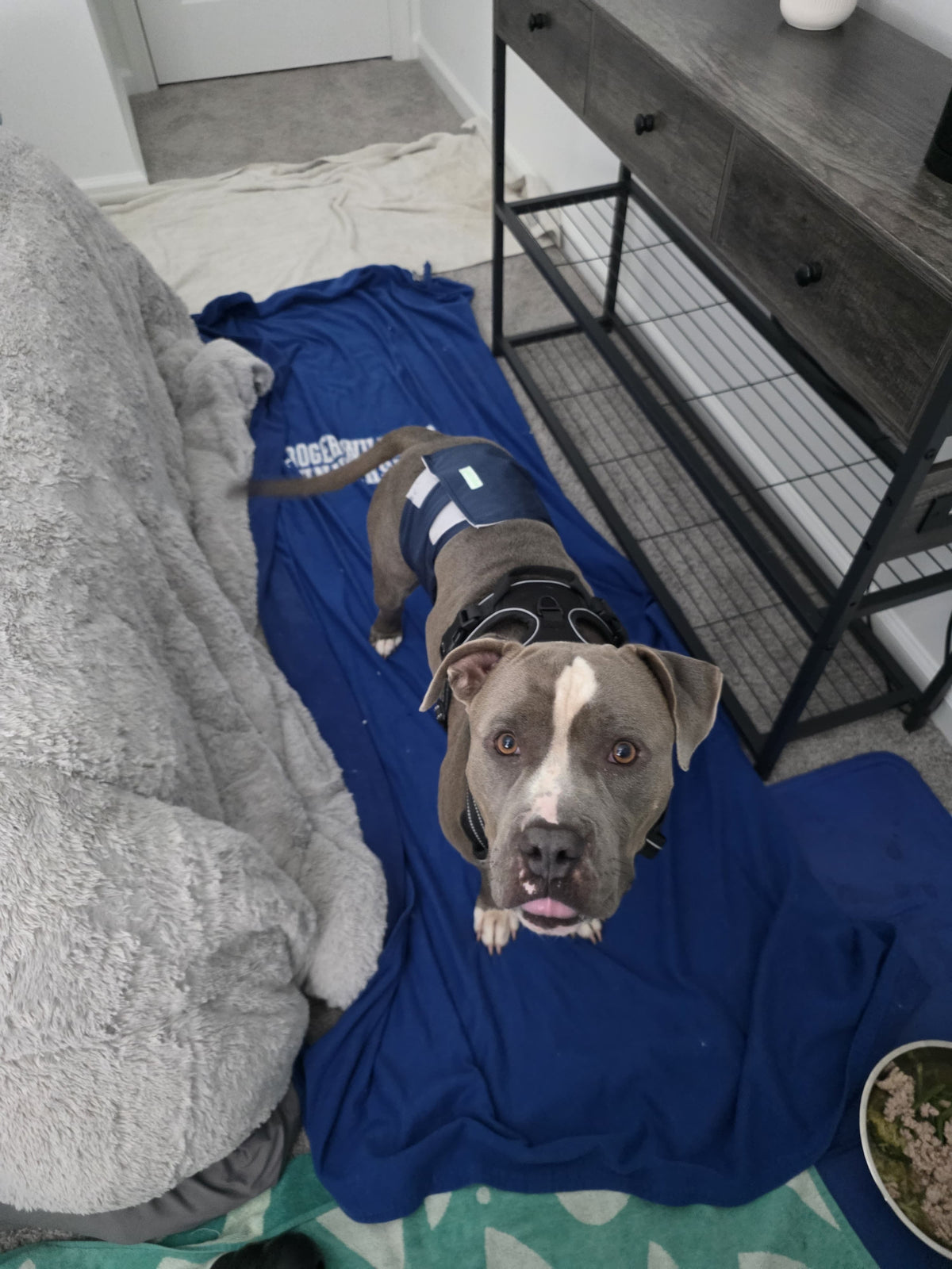 Spot Male American Staffordshire Terrier