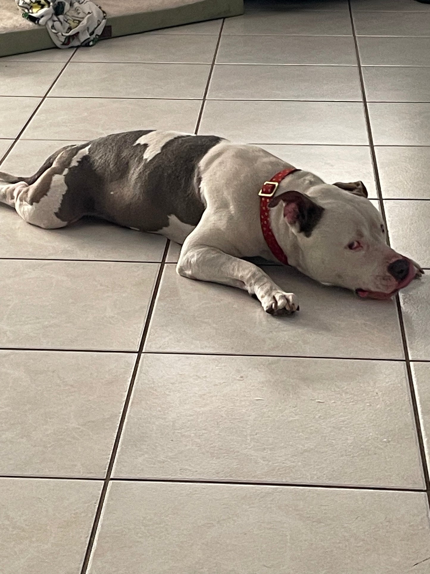 Draco Male American Staffordshire Terrier