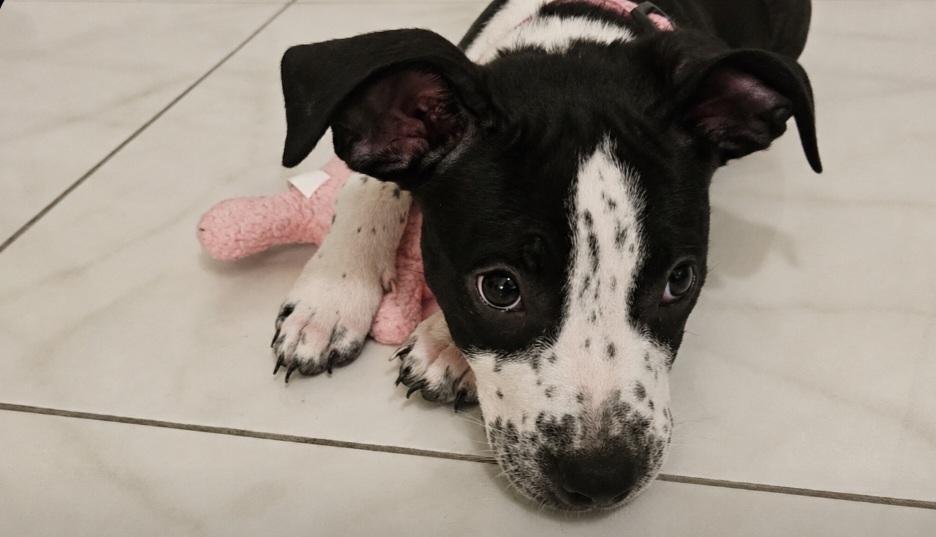 Liverpool Female American Staffordshire Terrier Puppy