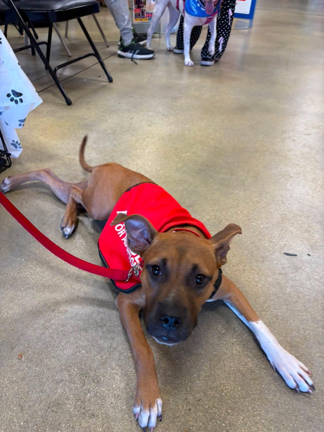 Coral Female Boxer Mix Puppy
