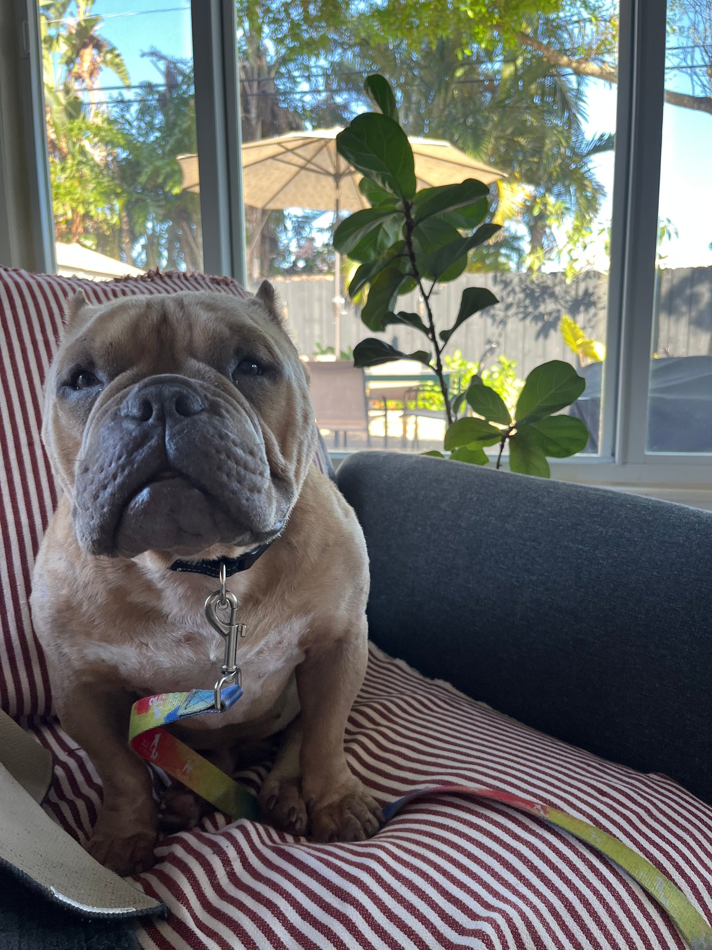 Saving Dog's Lives One Dog at a Time!