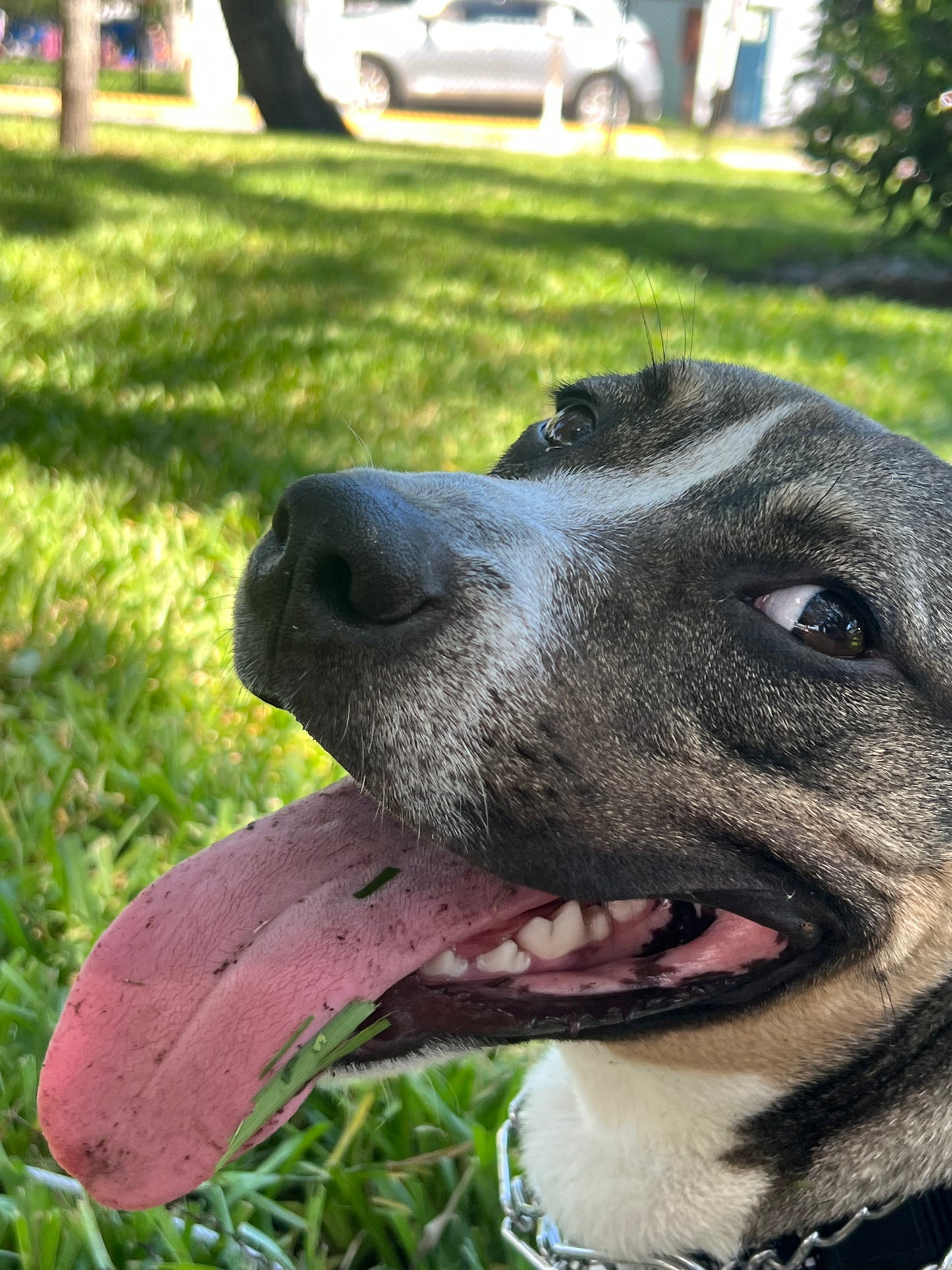 Kirby Male Pitbull American Staffordshire Terrier Mix
