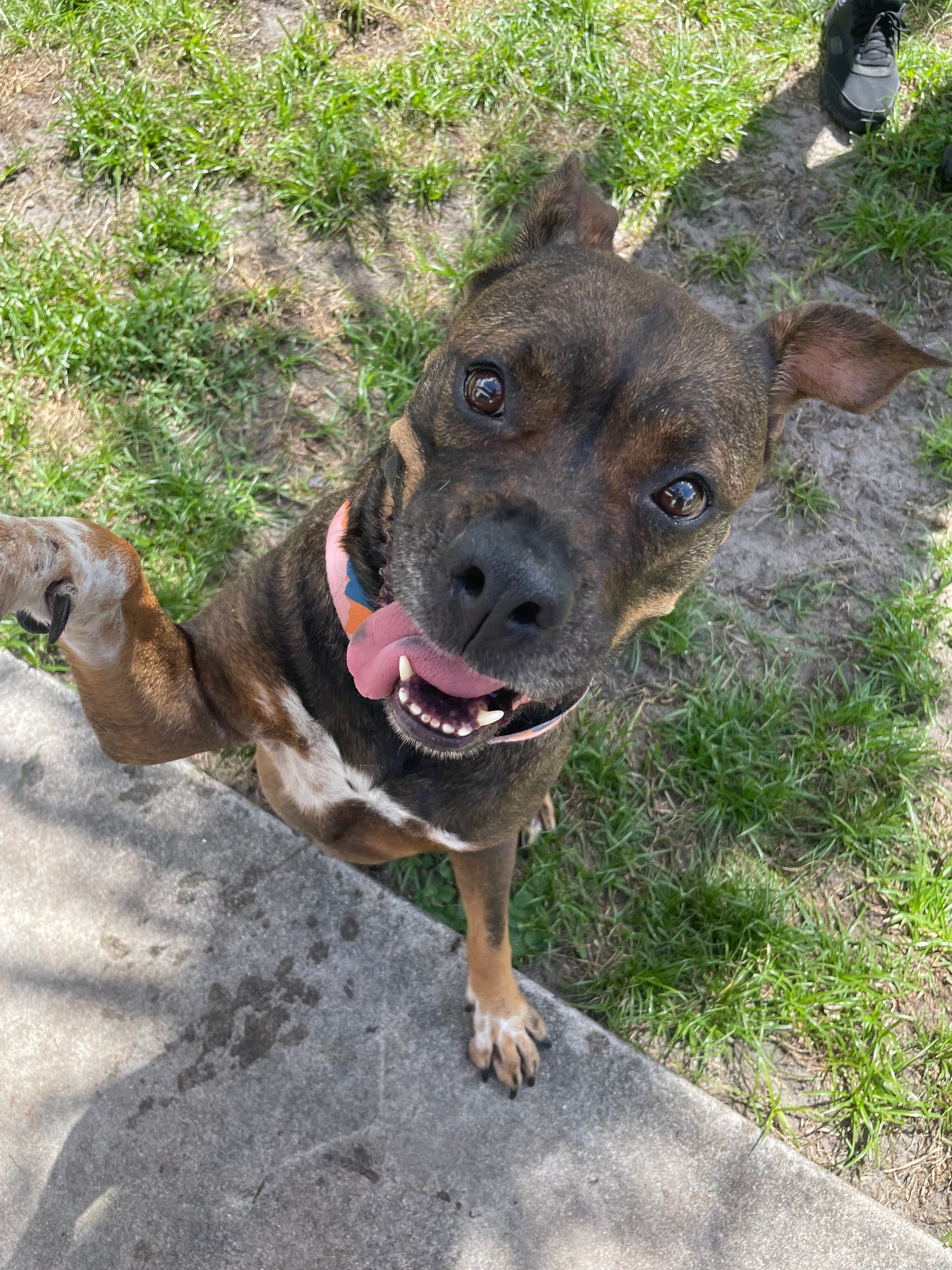 Dancer Female Labrador Retriever Mix