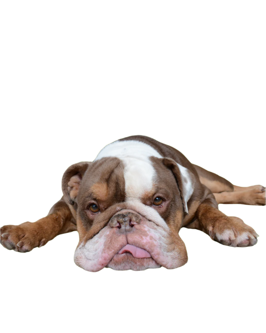 Saving Dog's Lives One Dog at a Time!