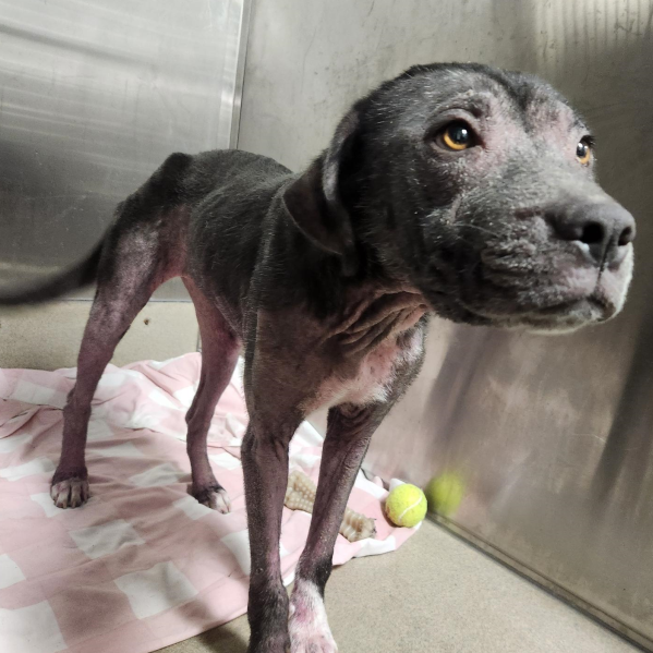 Princess Female Labrador Retriever Mix
