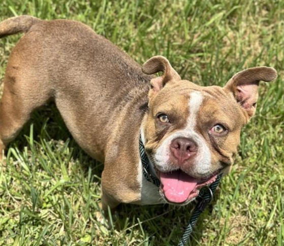 Tinkerbell Female English Bulldog Mix