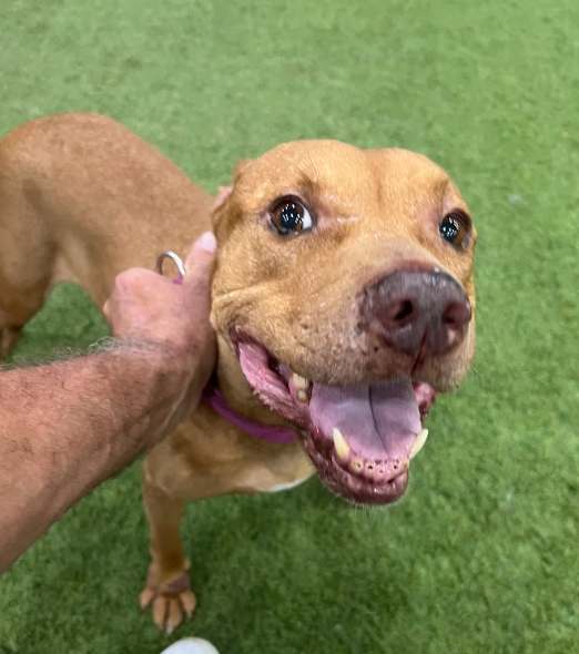 Sage Female American Staffordshire Terrier