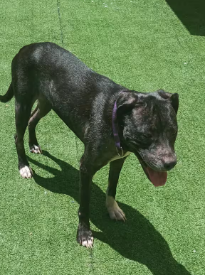 Princess Female Labrador Retriever Mix
