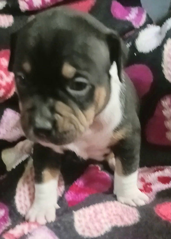 Amy Female Pitbull Mix Puppy