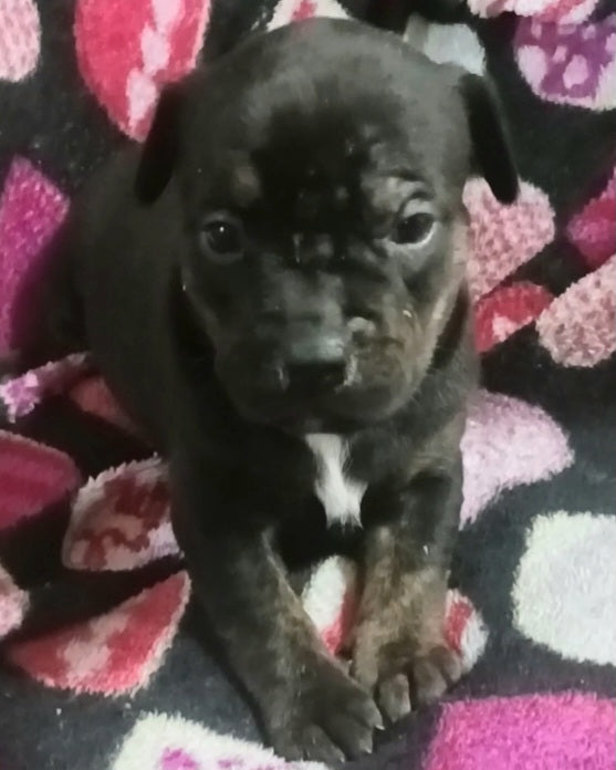 Blaze Female Pitbull Mix Puppy