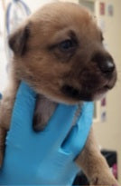 Dalilah Female Retriever Mix Puppy