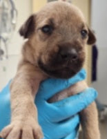 Brock Male Retriever Mix Puppy