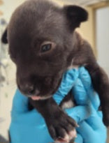 Aaron Male Retriever Mix Puppy