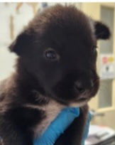 Bella Female Retriever Mix Puppy