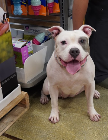 Layla Female American Bulldog