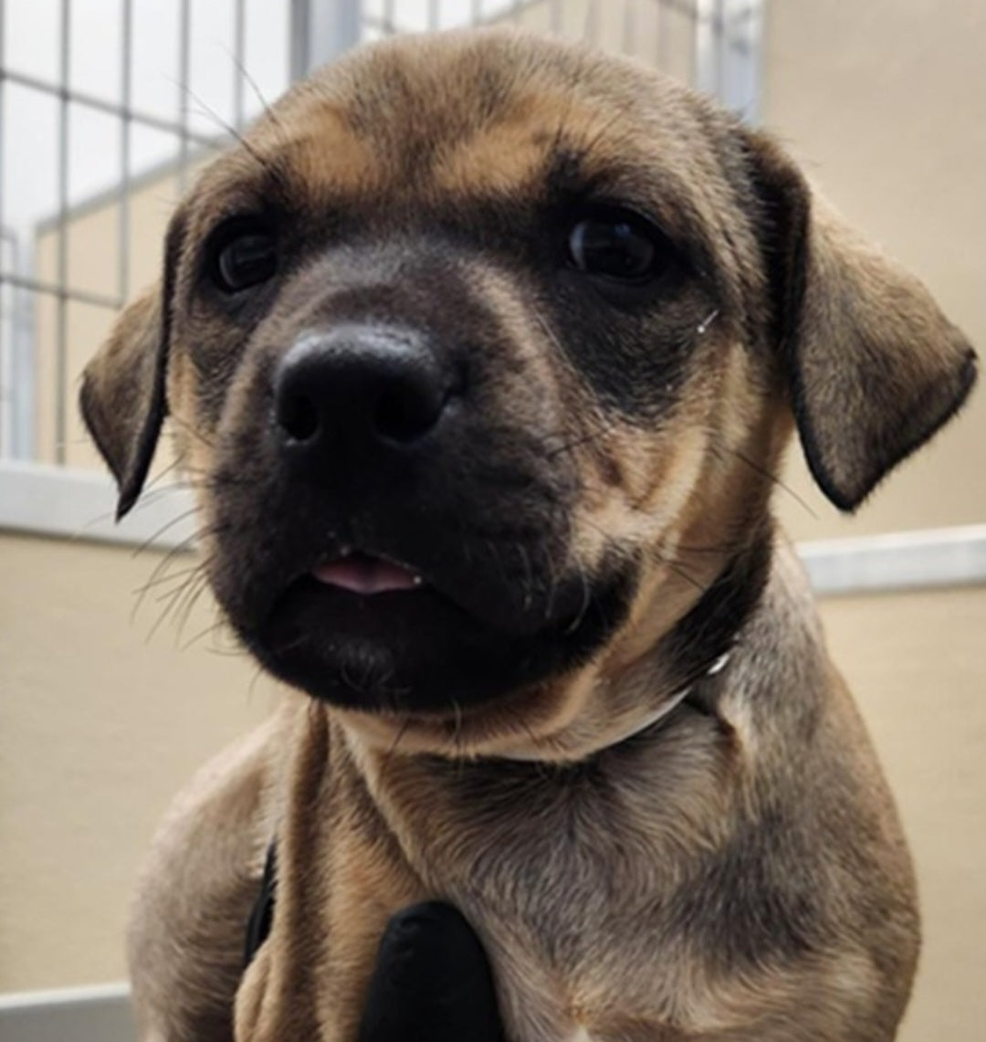 Bauer Male American Staffordshire Terrier Mix Puppy